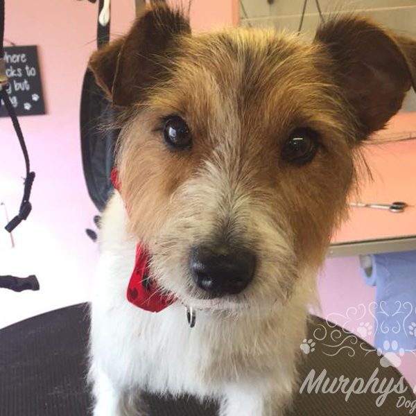 murphys-mutts-dog-grooming-14