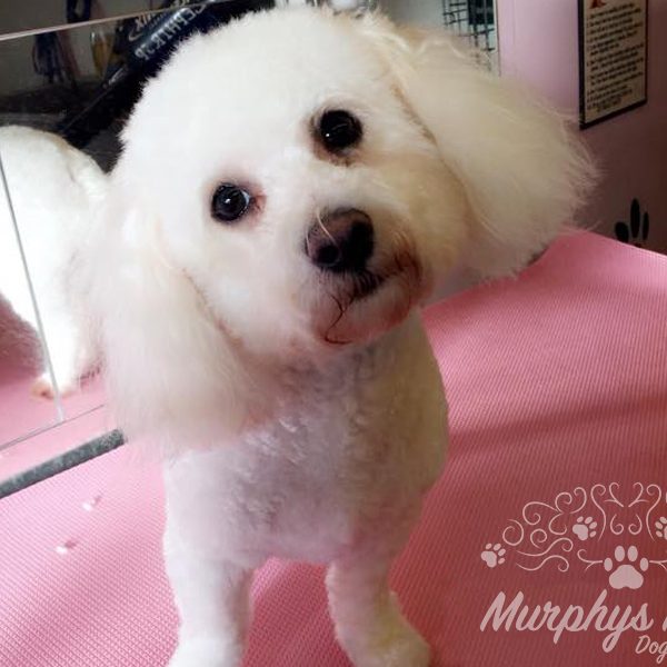 murphys-mutts-dog-grooming-17