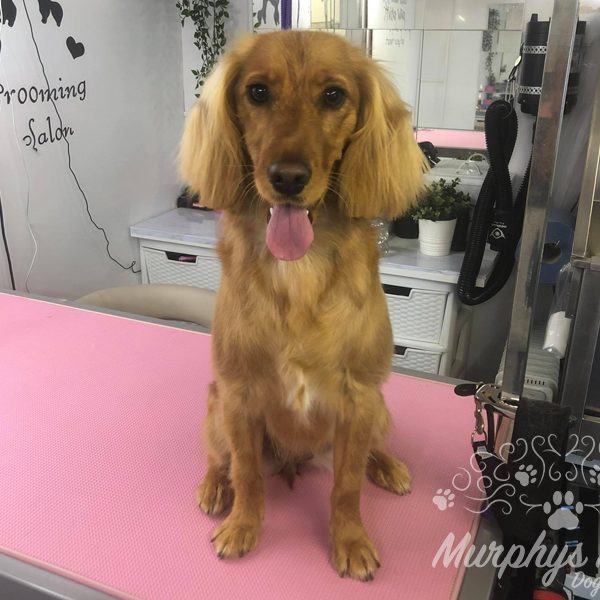murphys-mutts-dog-grooming-35
