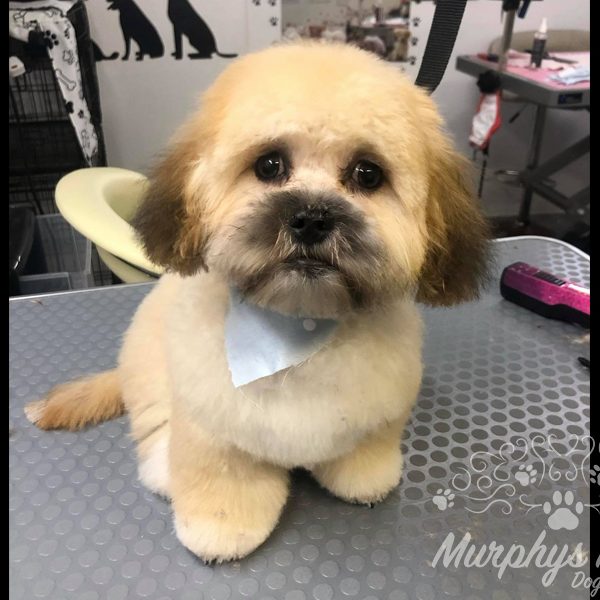 murphys-mutts-dog-grooming-37