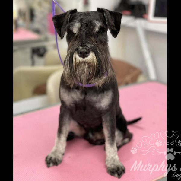 murphys-mutts-dog-grooming-39