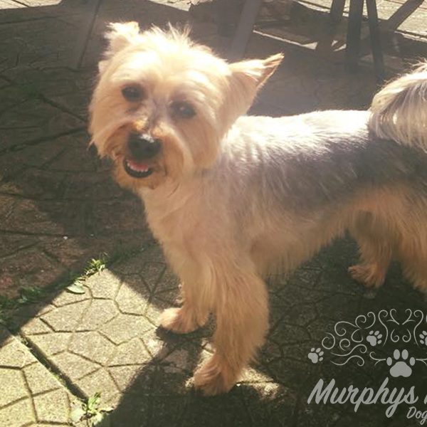 murphys-mutts-dog-grooming-4