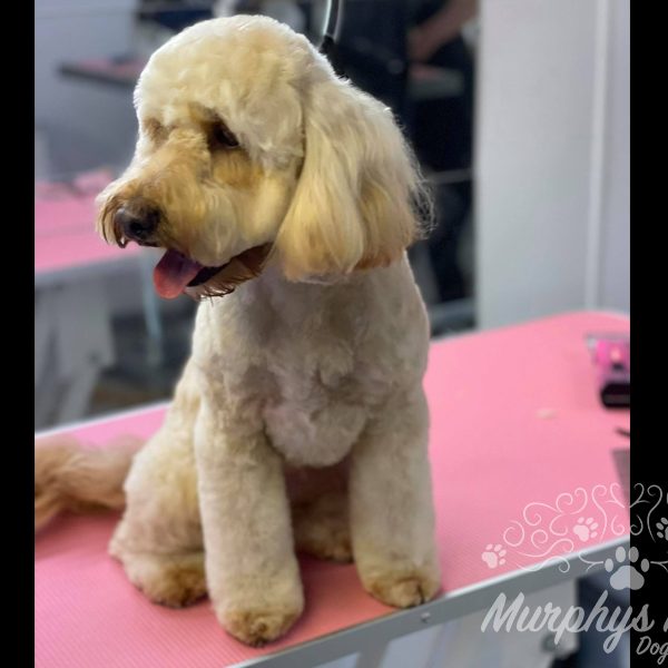 murphys-mutts-dog-grooming-41