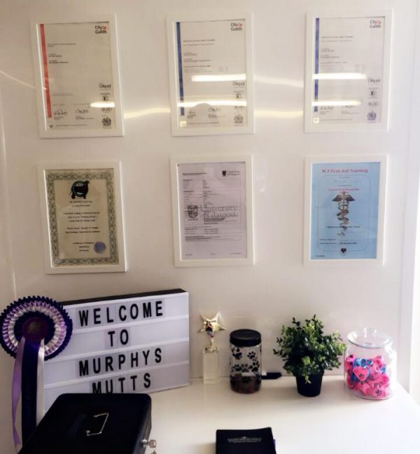 murphys mutts qualified dog groomers